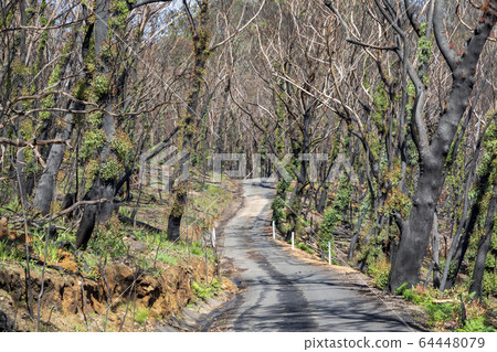 Trees regenerating in The Blue Mountains in Australia after the severe bush fires 64448079