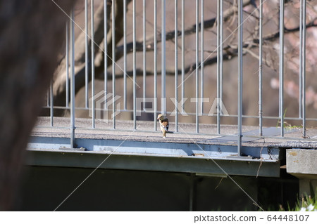 柵欄+ Shime 64448107