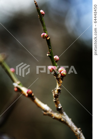 Plum bud spring 64448450