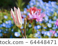 鬱金香和鮮花 64448471