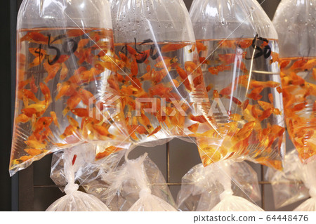 金魚以塑料袋出售,並在香港街出售 金魚以塑料袋出售,並在香港街出售 64448476