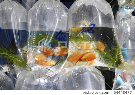 在香港/通那蓋(金魚街)用塑料袋出售的金魚和熱帶魚 在香港/通那蓋(金魚街)用塑料袋出售的金魚和熱帶魚 64448477