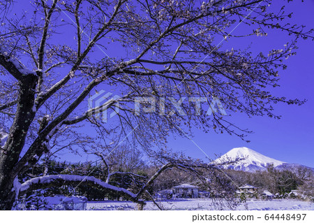 (Yamanashi Prefecture) Spring snow Oshino, Mt. Fuji 64448497
