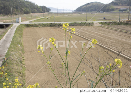 Flower Flower 64448631