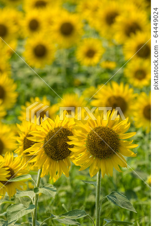  夏季向日葵 64449024