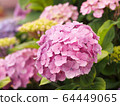 粉紅繡球花場（背景中的多朵花，模糊的背景） 64449065
