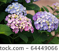 繡球花的三種顏色：粉色，紫色，藍色 64449066