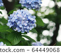 藍繡球和陽光散景 64449068