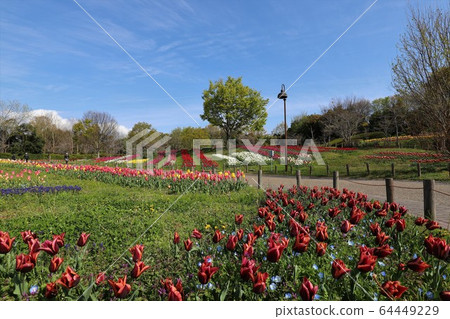 Bami多小山公園春天風景 64449229
