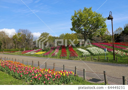Spring scenery of Bami hilly park 64449231