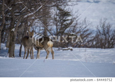 Shiretoko Deer 64449752
