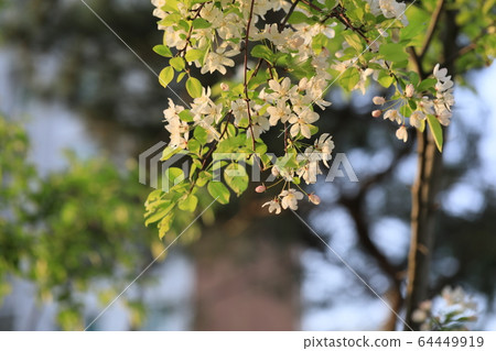美麗的風景，與蘋果花 64449919