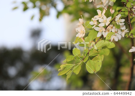 美麗的風景，與蘋果花 64449942