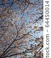 Cherry Blossoms	 64450014