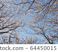 Cherry Blossoms	 64450015
