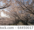 Cherry Blossoms	 64450017