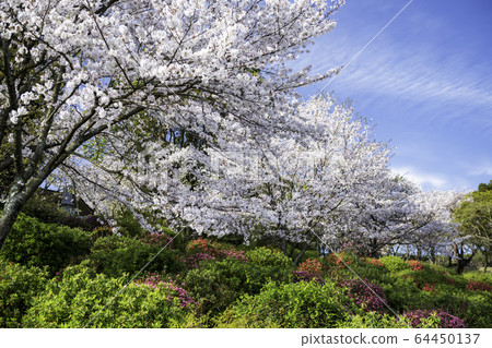 park park 64450137