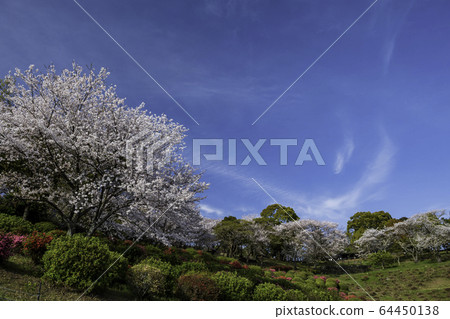 park park 64450138