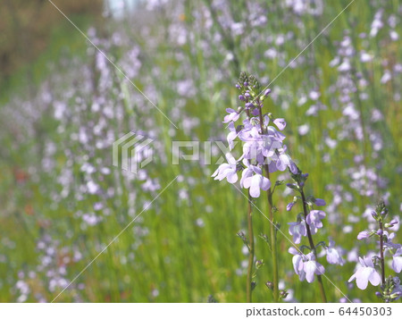 Matsubaun Run 64450303