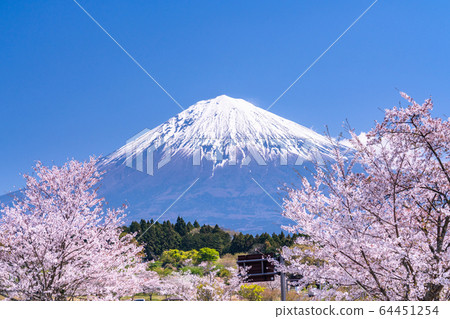 “靜岡縣”富士山和櫻花盛開 64451254