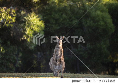 Kangaroo 64451306