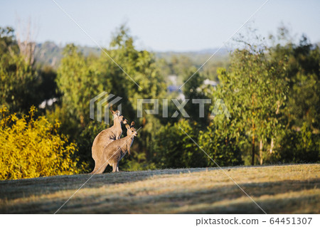 袋鼠家族 64451307