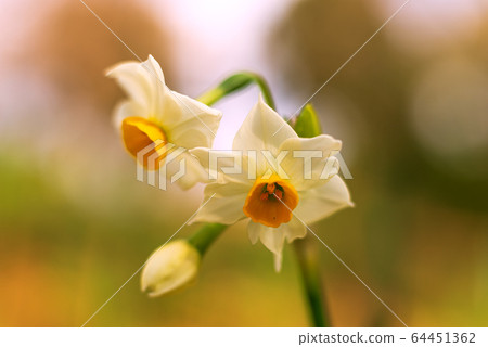 花植物水仙花冬季早春 花植物水仙花冬季早春 64451362