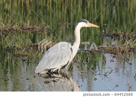 [野鳥] Sa市城市公園的蒼鷺蒼鷺 64452089