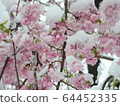 雪和櫻花 64452335