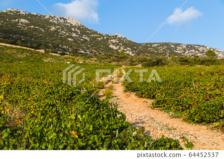 Vineyard at Trstenik 64452537
