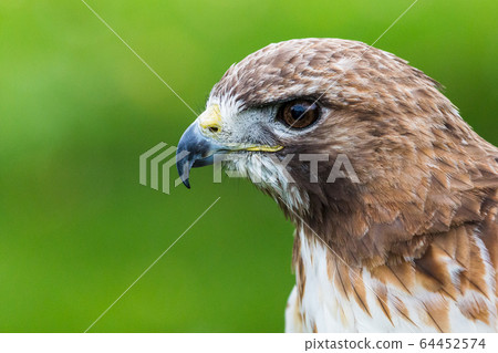 Kestrel 64452574