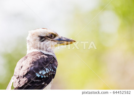 Kookaburra against a bright background 64452582