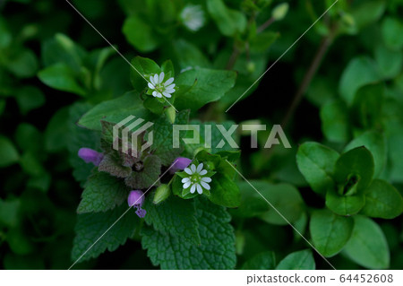 Flower of early spring 64452608