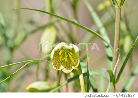 Yuri Hikasa 64452657