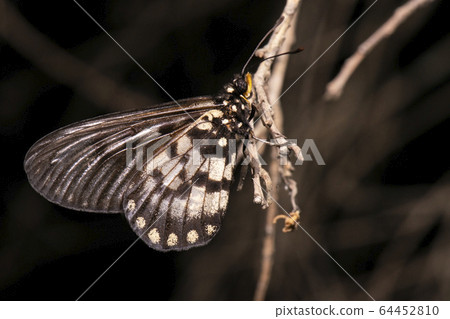 Acraea andromacha butterfly 64452810