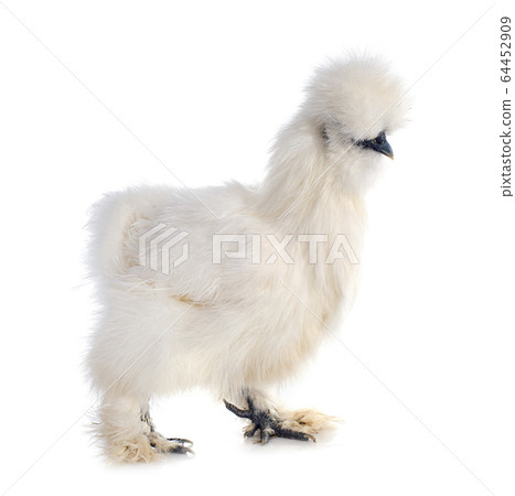 silkie bantam in studio 64452909