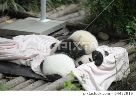 Baby panda 64452919