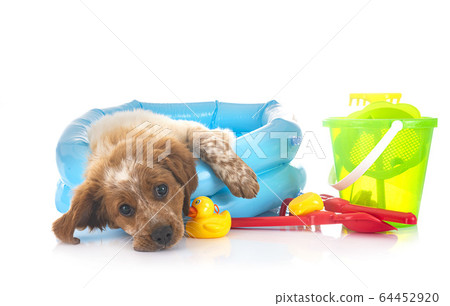 puppy brittany spaniel 64452920