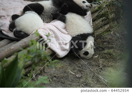 Baby panda 64452934