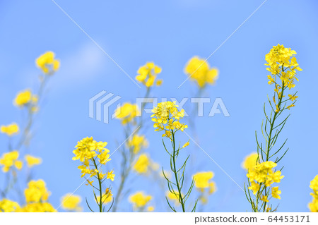 Rape blossoms under the blue sky 64453171