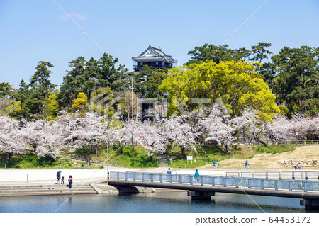 Okazaki Park / early April 2020 64453172