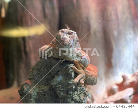 鬣蜥在一棵樹上放鬆 64453444