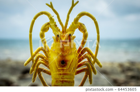 Garbage problem in the sea Garbage problem in the sea 64453605