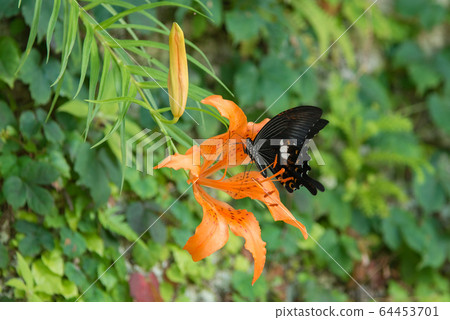 Miyamasuka的百合和Kimon Swallowtail Miyamasuka的百合和Kimon Swallowtail 64453701
