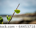 Branches at Koh Samet Beach 64453718