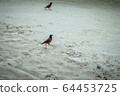 Crow walking on the beach of Koh Samet 64453725