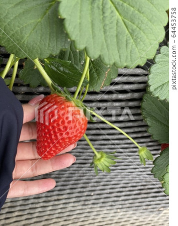 草莓採摘 草莓採摘 64453758