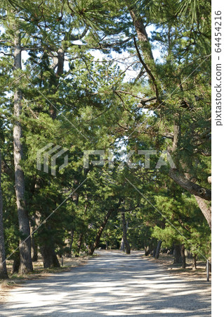 暮光之城天橋立京都 64454216