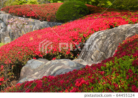 Azalea and garden stone Azalea and garden stone 64455124