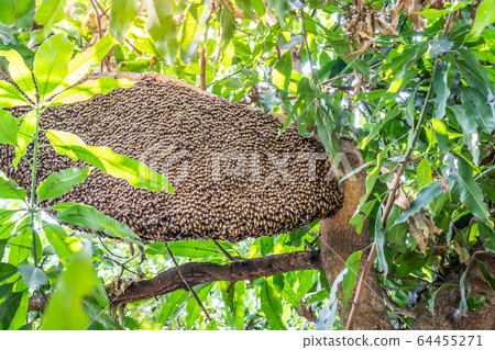 Many bees live in a nest on a tree in a natural forest with a large nest. 64455271